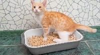 Cat Litter