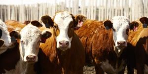 Animal Nutritional Supplement