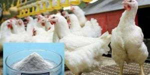 Poultry Vitamin & Selenium Supplement
