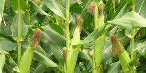 Rajani-4499 Hybrid Maize Seeds