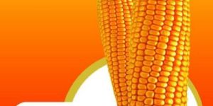 Rajani-5458 Hybrid Maize Seeds