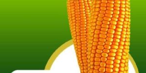 Rajani-92 Hybrid Maize Seeds