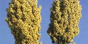 RSHJ 222 Hybrid Jowar Seeds