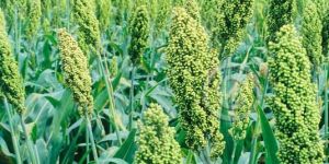 RSHJ 295 Hybrid Jowar Seeds