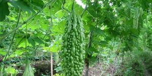 Sneha Hybrid Bitter Gourd Seeds