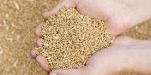 Tanuja 6043 Hybrid Rice Seeds