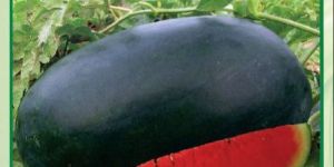 Sagar King Hybrid Watermelon Seeds