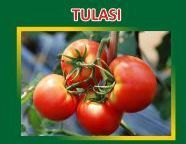 Tulasi Hybrid Tomato Seeds