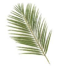 Areca Leaf