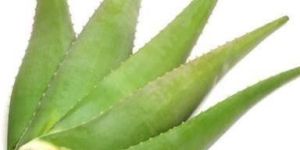 Aloe Vera Leaves