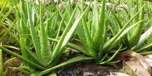 Aloe Vera Plant