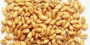 Hybrid Wheat Seeds