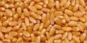 Whole Wheat Seeds