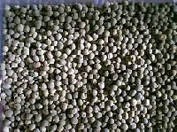 Bhindi Seeds