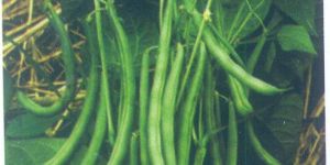 Laxmi Cluster Bean Seeds