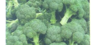 Green Broccoli Seeds