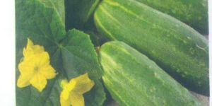 Pahadi Long Cucumber Seeds