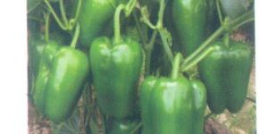 Green Capsicum Seeds