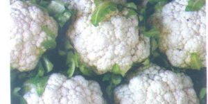 Cauliflower Seeds