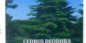 Cedrus Deodhra Tree