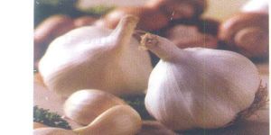 Large Segmented Garlic Seeds