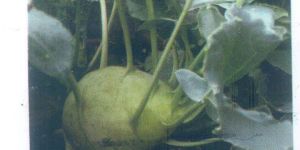 Seno Knol Khol Seeds