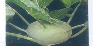 White Viyana Knol Khol Seeds