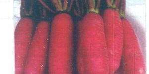 Chinese Pink Radish Seeds