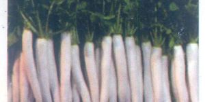 Himalayan Cross Radish Seeds