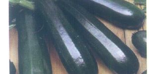 Squash Zucchini Seeds