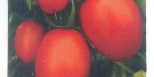 Kanchan Tomato Seeds