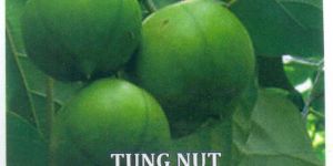 Tung Nut Seeds