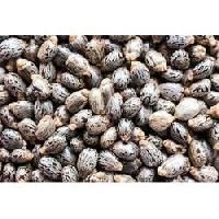 Mayur 31 Cluster Beans Seeds