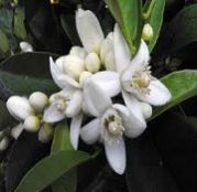 Neroli