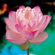 Pink Lotus