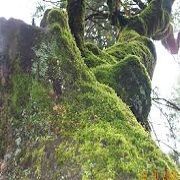 Tree Moss