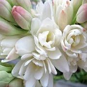 Tuberose