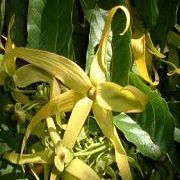 Ylang Ylang