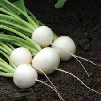 Turnip Seeds