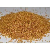 Berseem Clover Seed