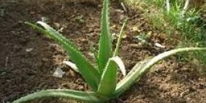 Aloe Vera Plant