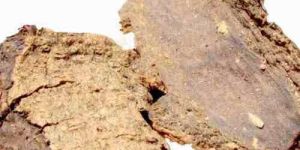 Mucuna Pruriens Seed