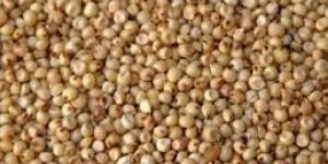 Sorghum Seeds
