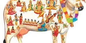 Agrigold Holy Cows Fertilizers