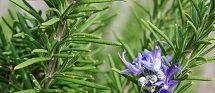 Rosemary Extract