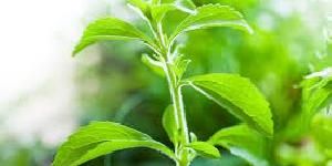 Stevia Plants