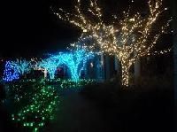 Solar Decoration Light