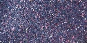 Black Rice