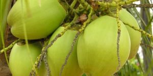 Green Coconut