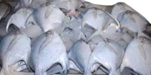 Pomfret Fish